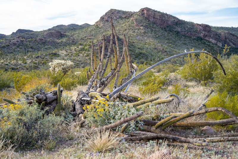 Restes d'un cactus mort de tuyau d'organe en Arizona images libres de droits Restes d'un cactus mort de tuyau d'organe en Arizona images libres de droits