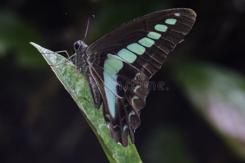 Resting Bluebottle Butterfly Macro 2