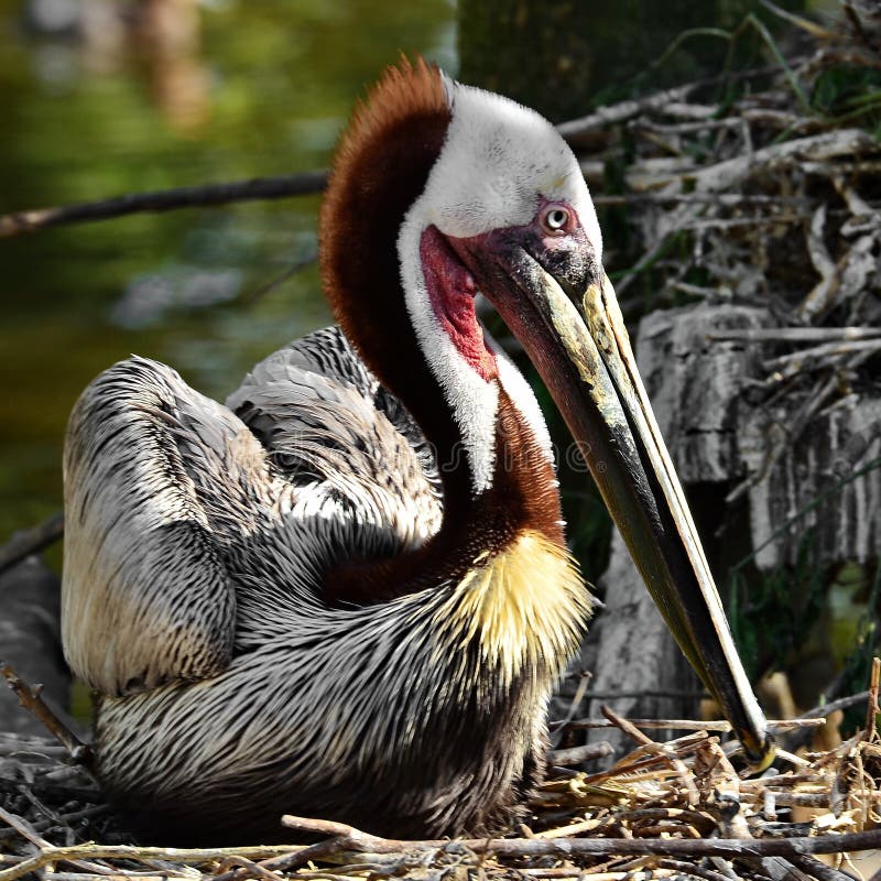 Resting Brown pelican