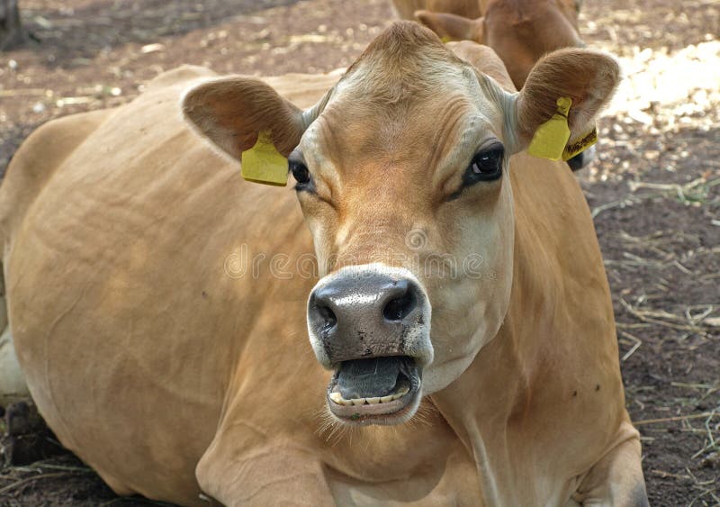 Resting cow stock photo. Image of dairy, agriculture 10666420