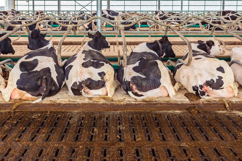 Resting Dairy Cows in a Barn Stock Photo Image of indoors, animal