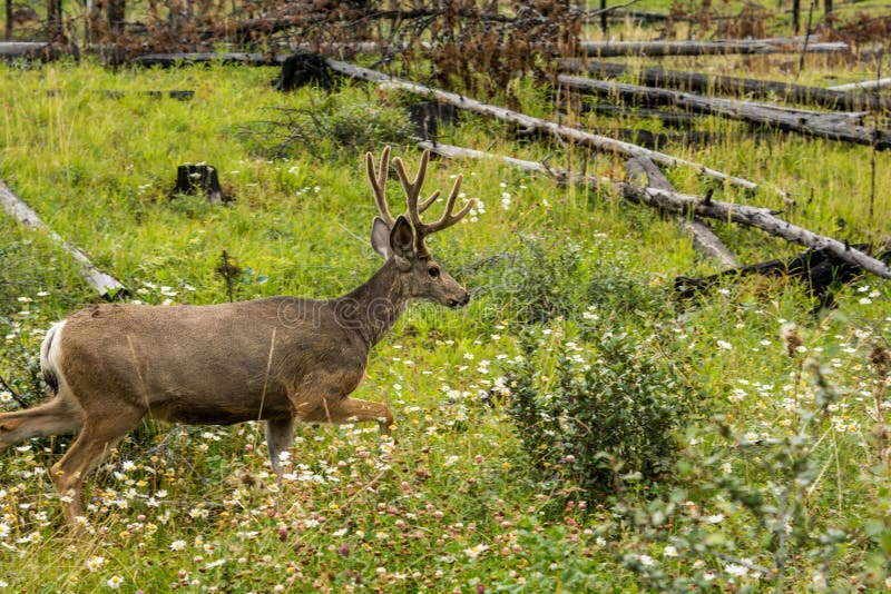 Resting Deer. Deer Eat a Grass Stock Image Image of autumn, roaring