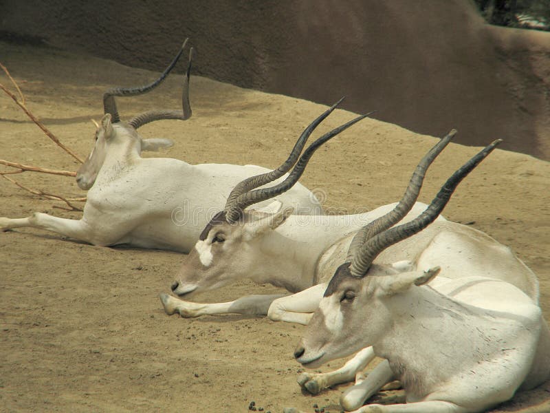 1,934 Gazelles Stock Photos - Free & Royalty-Free Stock Photos from Dreamstime