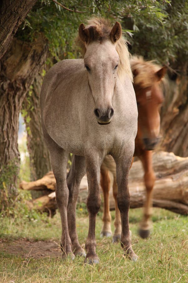 Resting Horse Under a Tree. Stock Image Image of grass, horse 271522473