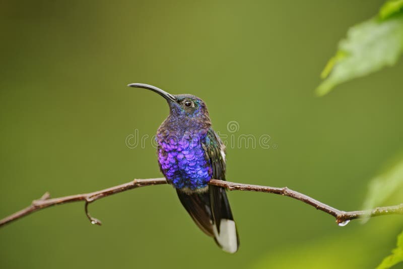 Está descansando colibrí, cascada jardín,.