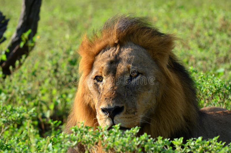 Lion in Chobe national park