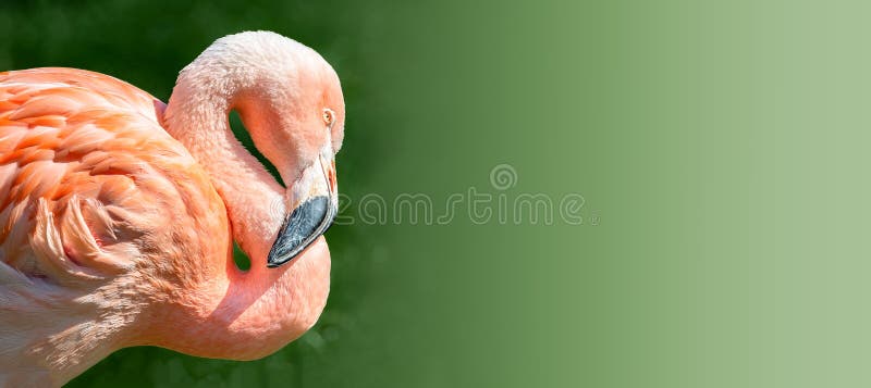 Resting rosy Chilean flamingo in sunset light at smooth green ba