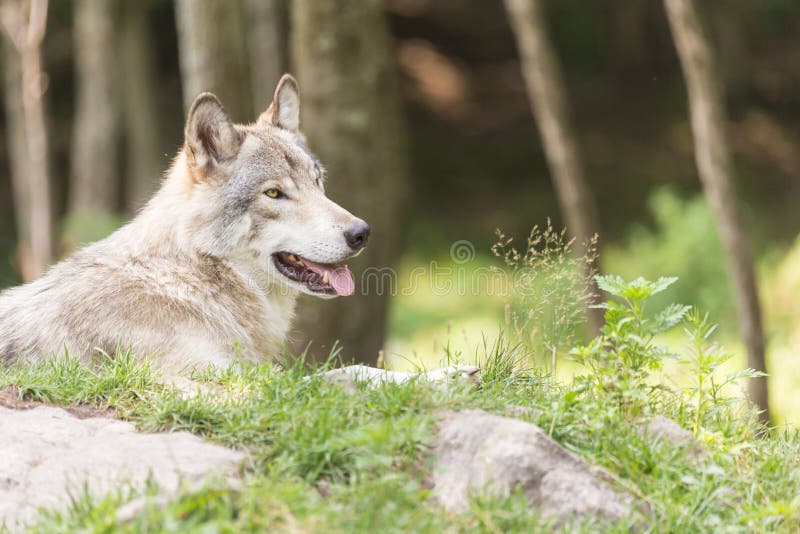 Resting Timber Wolf in the Woods Stock Photo Image of tree, gray
