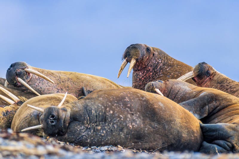 Resting walruses on a beach stock photography