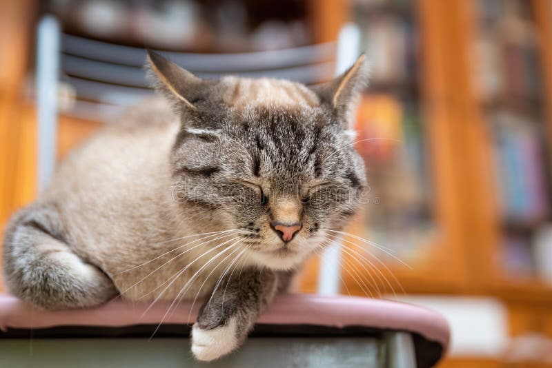 Resting Young Cat Sleeping on a Chair Stock Image Image of feline