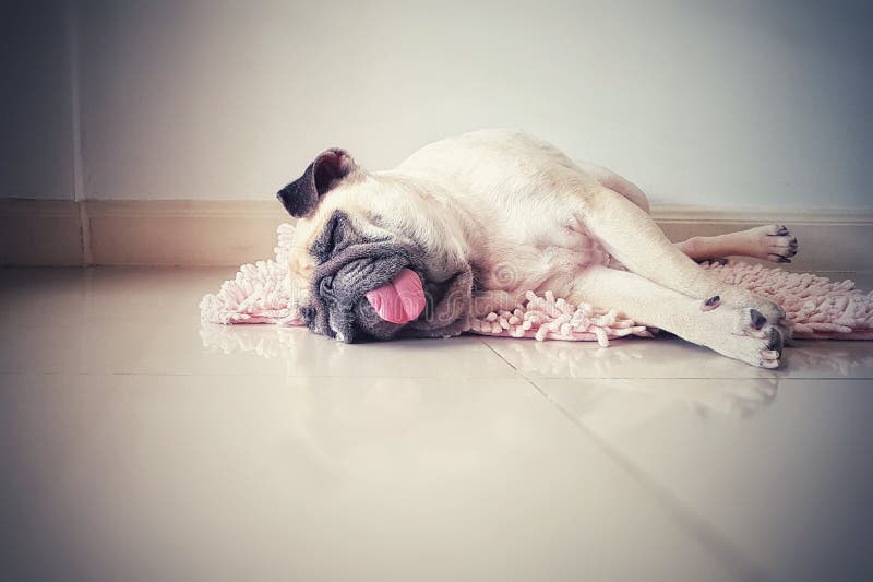 Cute pug dog sleep rest in the floor, over the mat and tongue sticking out in the lazy time, adorable, back, begging, breed, bulldog, cold, comfort, comfortable, cool, copy, doggy, down, dreams, funny, happy, head, holiday, home, hot, lifestyle, love, lying, mammal, nap, peace, peaceful, pet, puppy, purebred, relationship, relax, relaxation, room, season, sleepy, space, spring, summer, tired, vintage, weekend. Cute pug dog sleep rest in the floor, over the mat and tongue sticking out in the lazy time, adorable, back, begging, breed, bulldog, cold, comfort, comfortable, cool, copy, doggy, down, dreams, funny, happy, head, holiday, home, hot, lifestyle, love, lying, mammal, nap, peace, peaceful, pet, puppy, purebred, relationship, relax, relaxation, room, season, sleepy, space, spring, summer, tired, vintage, weekend