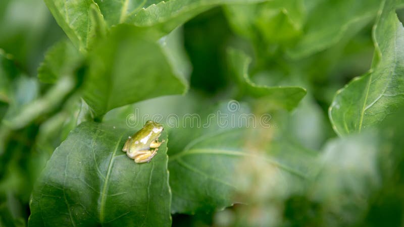 Resto minúsculo de la rana del bebé en las hojas vegetales El renacuajo de Hyla Chinensis se está sentando fotos de archivo libres de regalías Resto minúsculo de la rana del bebé en las hojas vegetales El renacuajo de Hyla Chinensis se está sentando fotos de archivo libres de regalías