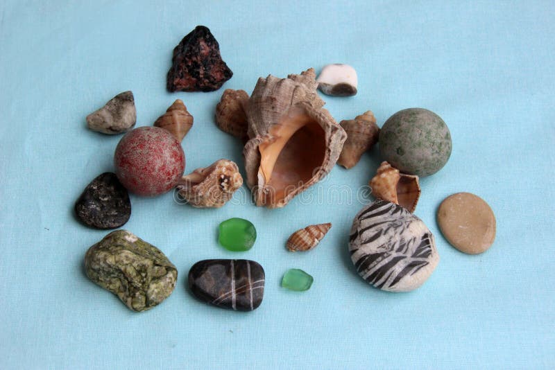 Restos de colecciones de niños. colección marina : conchas y cantos rodados 0138