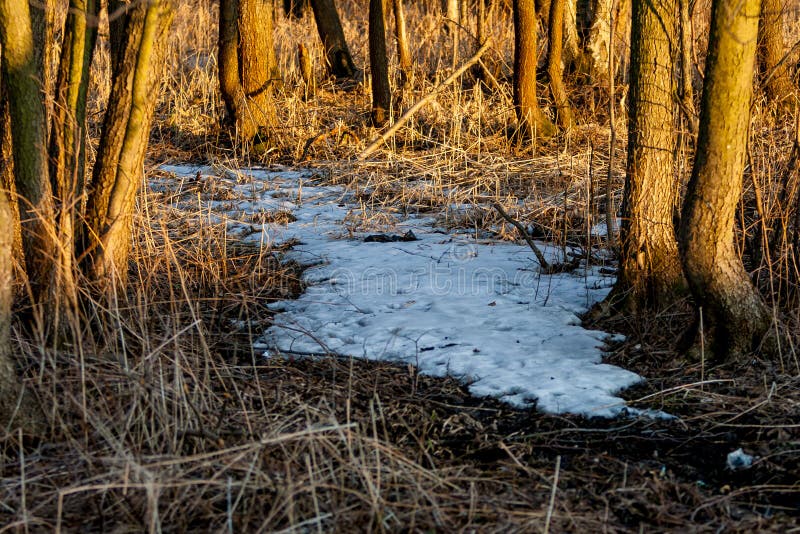 Restos de la nieve en el bosque de la primavera en la puesta del sol El año pasado hierba secada del ` s en abril fotos de archivo libres de regalías Restos de la nieve en el bosque de la primavera en la puesta del sol El año pasado hierba secada del ` s en abril fotos de archivo libres de regalías