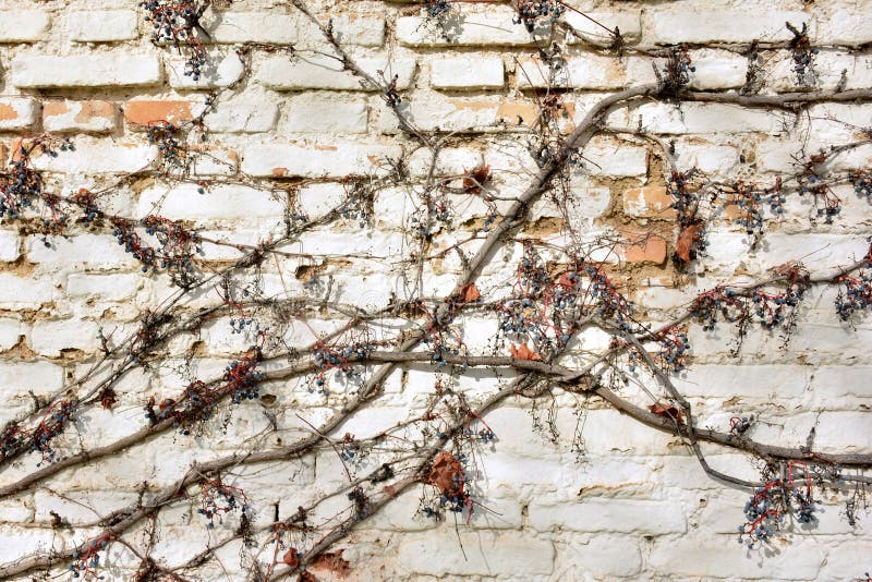 Remains of a virgin vine on a white brick wall, in winter. Remains of a virgin vine on a white brick wall, in winter