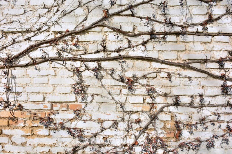 Remains of a virgin vine on a white brick wall, in winter. Remains of a virgin vine on a white brick wall, in winter