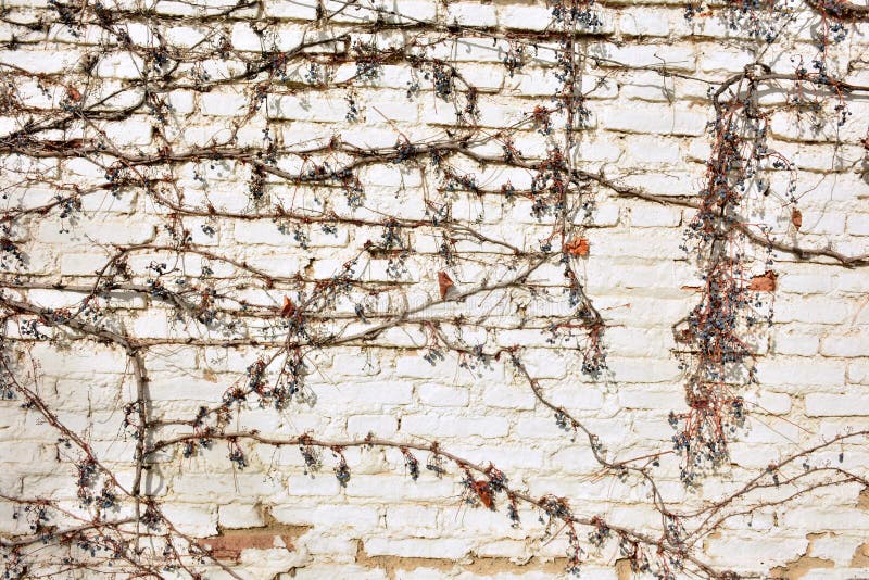 Remains of a virgin vine on a white brick wall, in winter. Remains of a virgin vine on a white brick wall, in winter