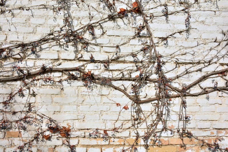 Remains of a virgin vine on a white brick wall, in winter. Remains of a virgin vine on a white brick wall, in winter