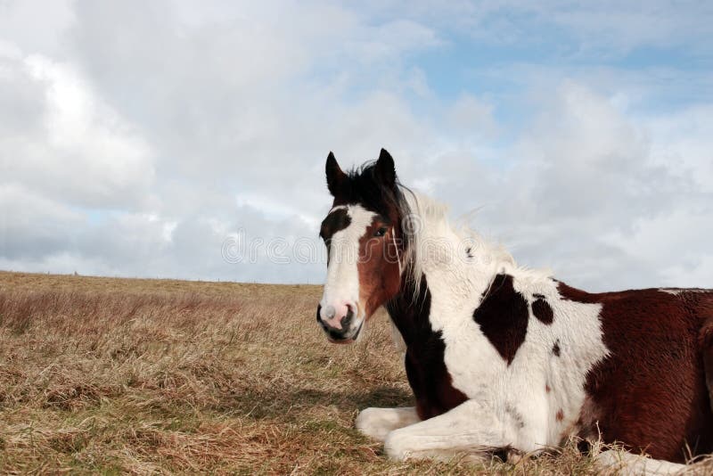 Restos del caballo fotos de archivo libres de regalías