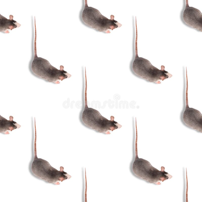 Ret Isolated on White Seamless Pattern. Rodent Pet Stock Illustration -  Illustration of mammal, animal: 162949647