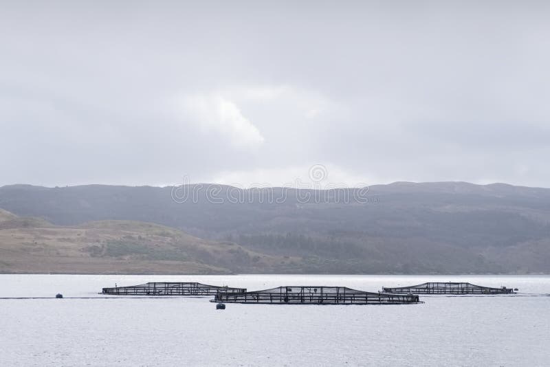 Reti dell'impresa di piscicoltura alla costa di mare per il salmone e la trota in Argyll Scozia fotografia stock Reti dell'impresa di piscicoltura alla costa di mare per il salmone e la trota in Argyll Scozia fotografia stock