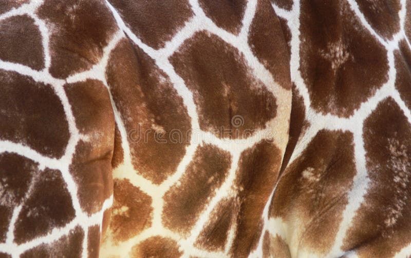 Reticolo della giraffa