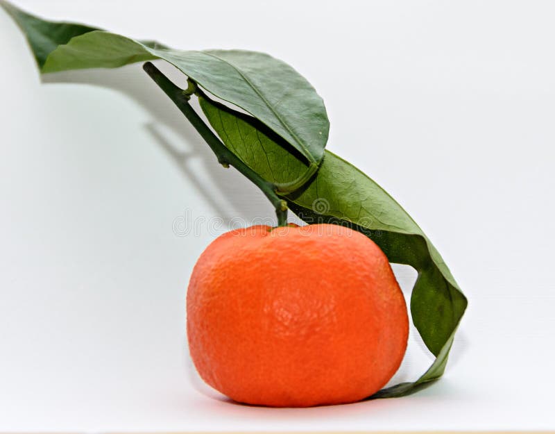 Reticulata con las hojas verdes, cierre de la fruta cítrica de la mandarina para arriba imágenes de archivo libres de regalías Reticulata con las hojas verdes, cierre de la fruta cítrica de la mandarina para arriba imágenes de archivo libres de regalías