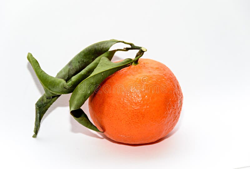Reticulata con las hojas verdes, cierre de la fruta cítrica de la mandarina para arriba imagen de archivo Reticulata con las hojas verdes, cierre de la fruta cítrica de la mandarina para arriba imagen de archivo