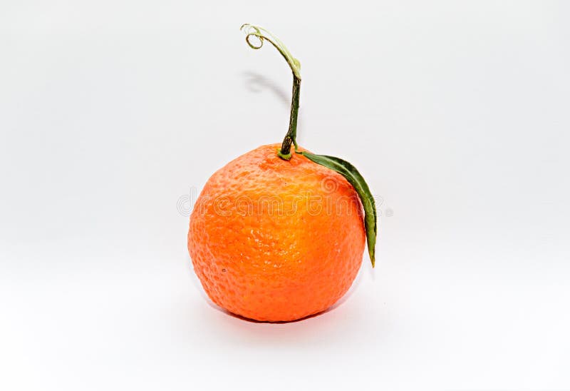 Reticulata con las hojas verdes, cierre de la fruta cítrica de la mandarina para arriba fotografía de archivo Reticulata con las hojas verdes, cierre de la fruta cítrica de la mandarina para arriba fotografía de archivo