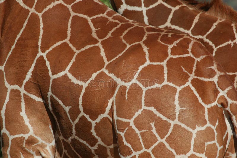 Reticulated Giraffe