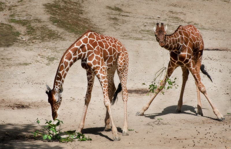 Giraffe Knees stock photo. Image of brown, spots, resting 38117548