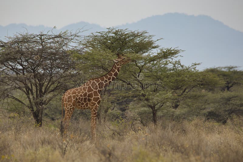 Reticulated giraffe, Giraffa camelopardalis reticulata, feeding on a tree in the Samburu National Reserve in Kenya. royalty free stock photo Reticulated giraffe, Giraffa camelopardalis reticulata, feeding on a tree in the Samburu National Reserve in Kenya. royalty free stock photo