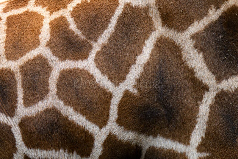 Reticulated giraffe Giraffa reticulata, close up photography of giraffe skin, dark brown spot with white surrounding skin.