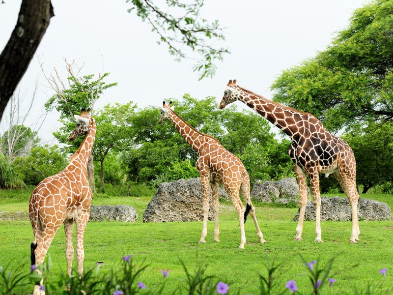 Three giraffes in zoo stock photo. Image of reticulated - 29942986