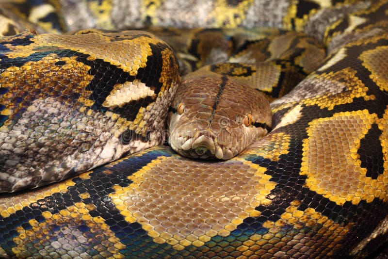 Reticulated python