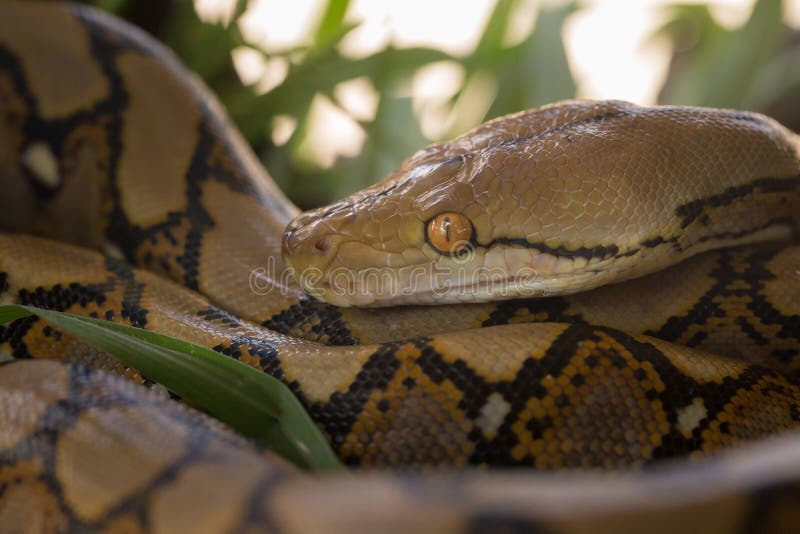 boa constrictor snake and python are same boa constrictor snake and python are same