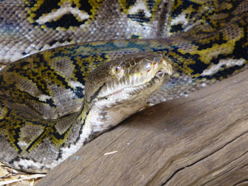Reticulated python looking out at the world royalty free stock images