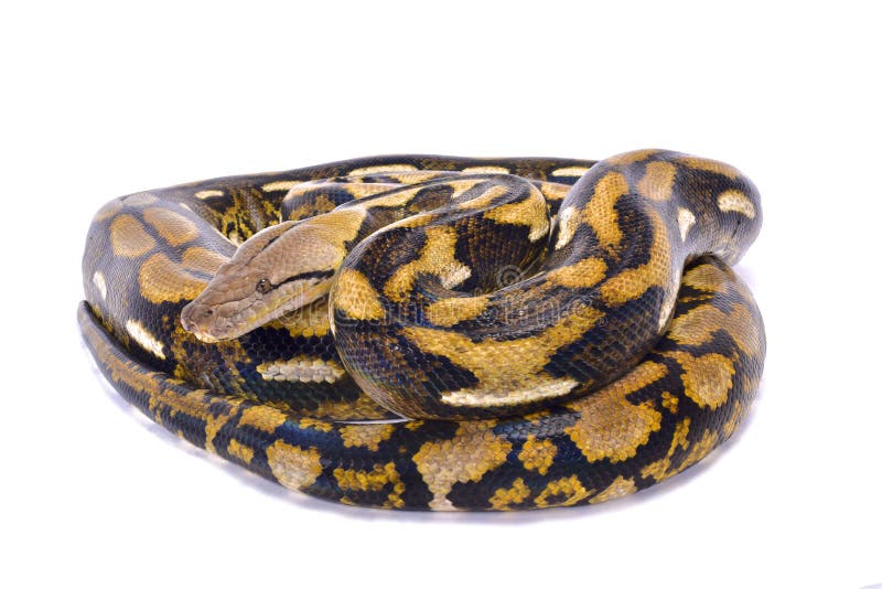 Reticulated python, Malayopython reticulatus