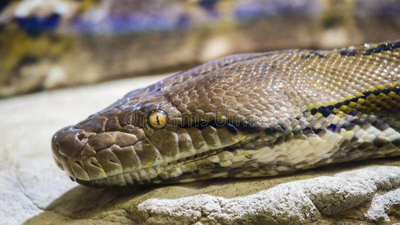 Reticulated python Python reticulatus royalty free stock image
