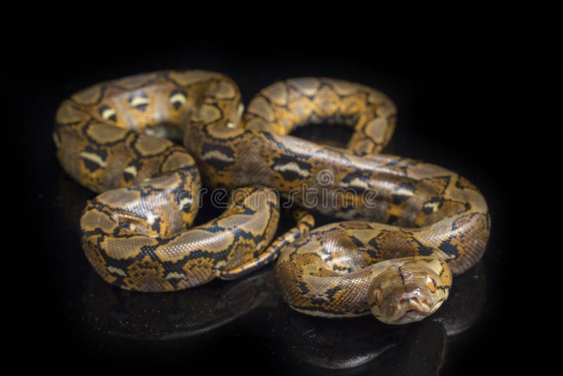 Reticulated Python Python Reticulatus Isolated on Black Stock Photo
