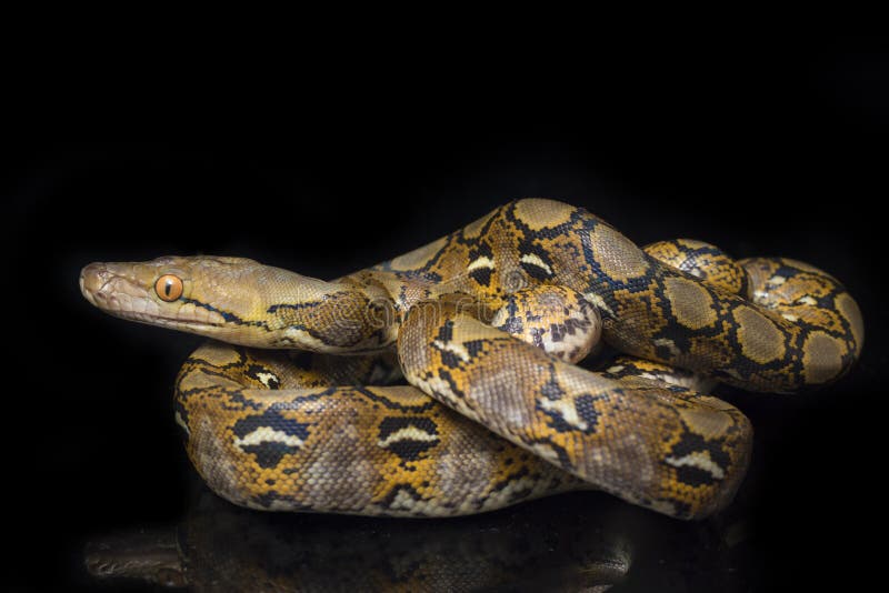 Reticulated Python Python Reticulatus Isolated on Black Stock Image