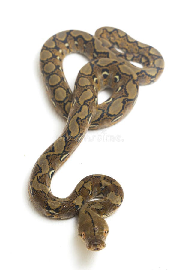 Reticulated Python Python Reticulatus Isolated on White Stock Photo