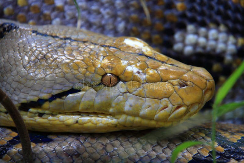 Reticulated python