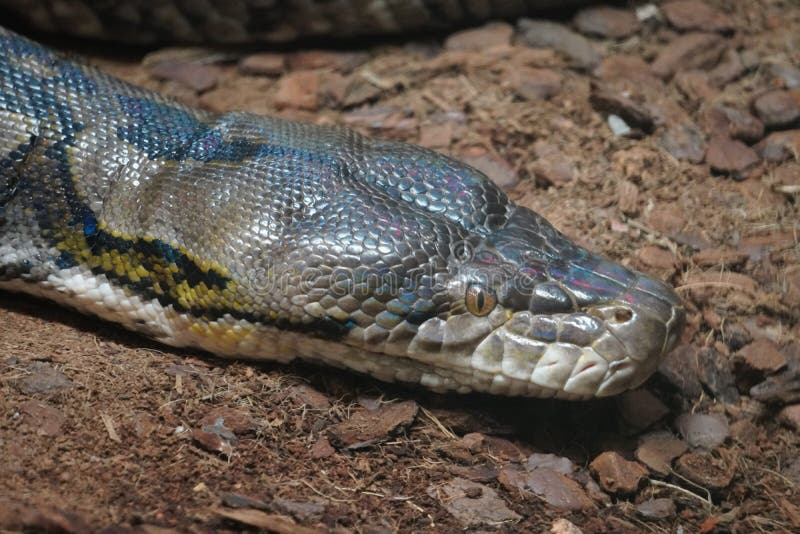 Reticulated python looking out at the world royalty free stock photos