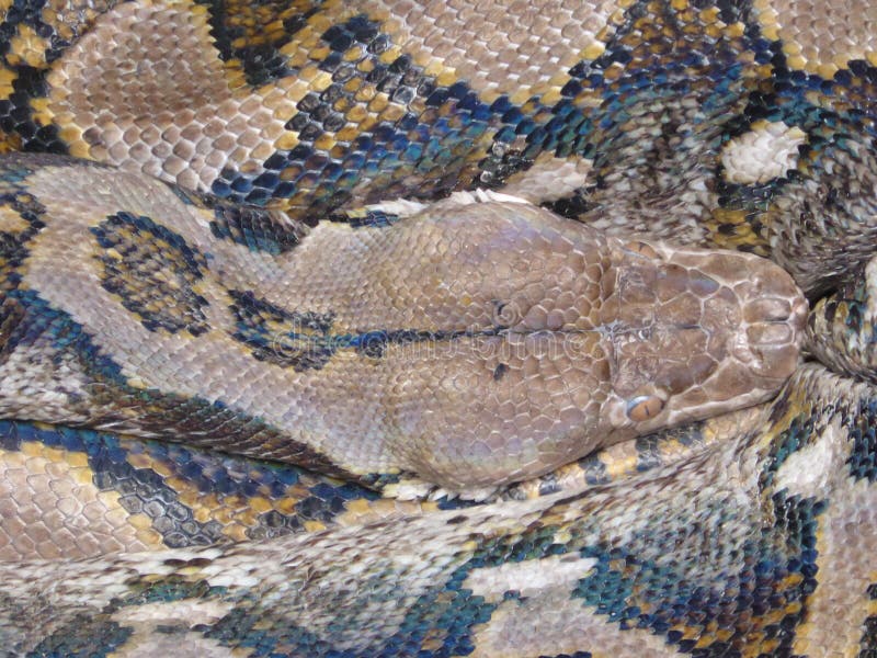 Reticulated python looking out at the world. Reticulated python waiting for they next meal and enjoy the weather