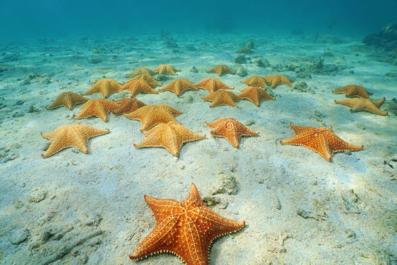 Reticulatus de Oreaster das estrelas de mar do coxim sob o mar