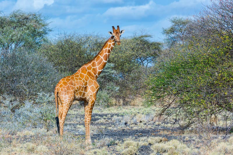 Retikulierte oder somalische Giraffe, Meru NP, Kenia stockfotografie