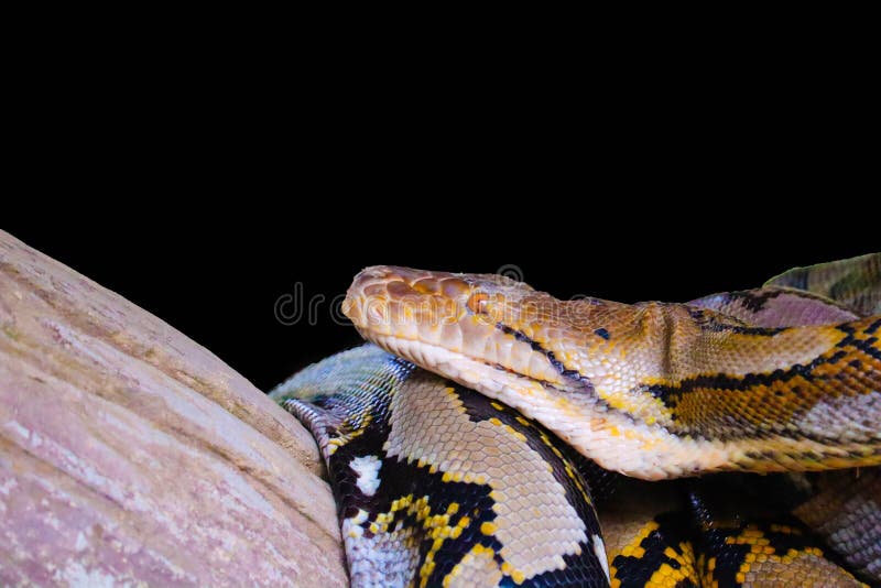 Retikulierte Pythonschlange lizenzfreies stockbild Retikulierte Pythonschlange lizenzfreies stockbild