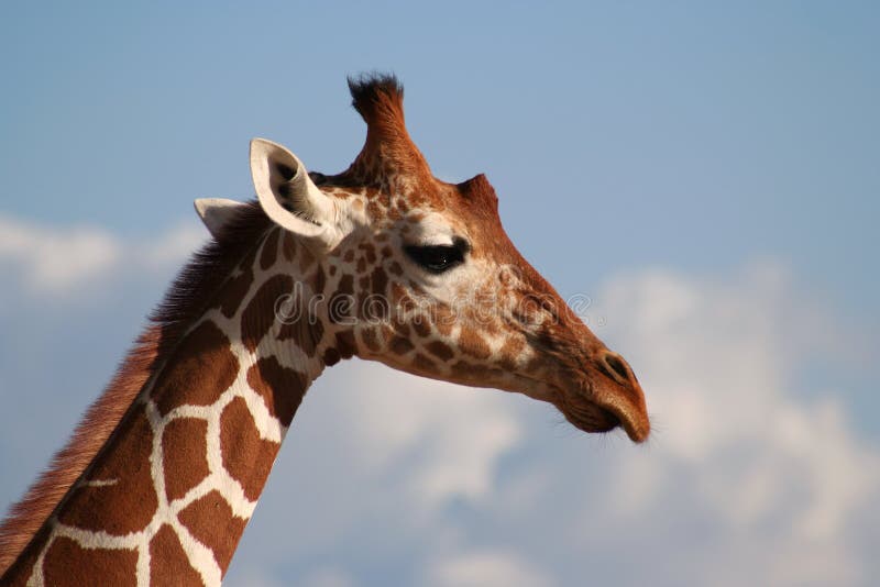 Retikuliertes GiraffeKopfprofil Stockbild Bild von safari