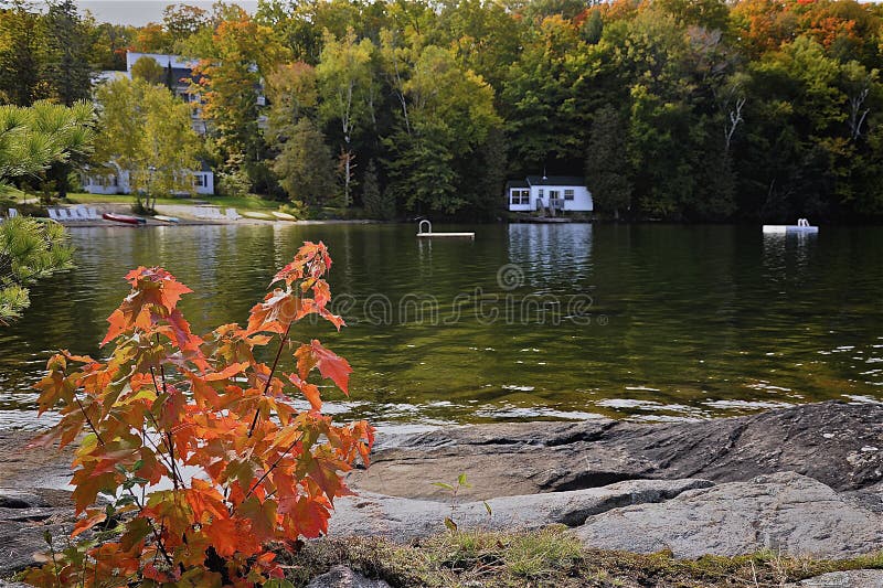 Retirement Living - Maple leafs tree on a rocky shore facing a calm lake with trees and a white cottage in the background